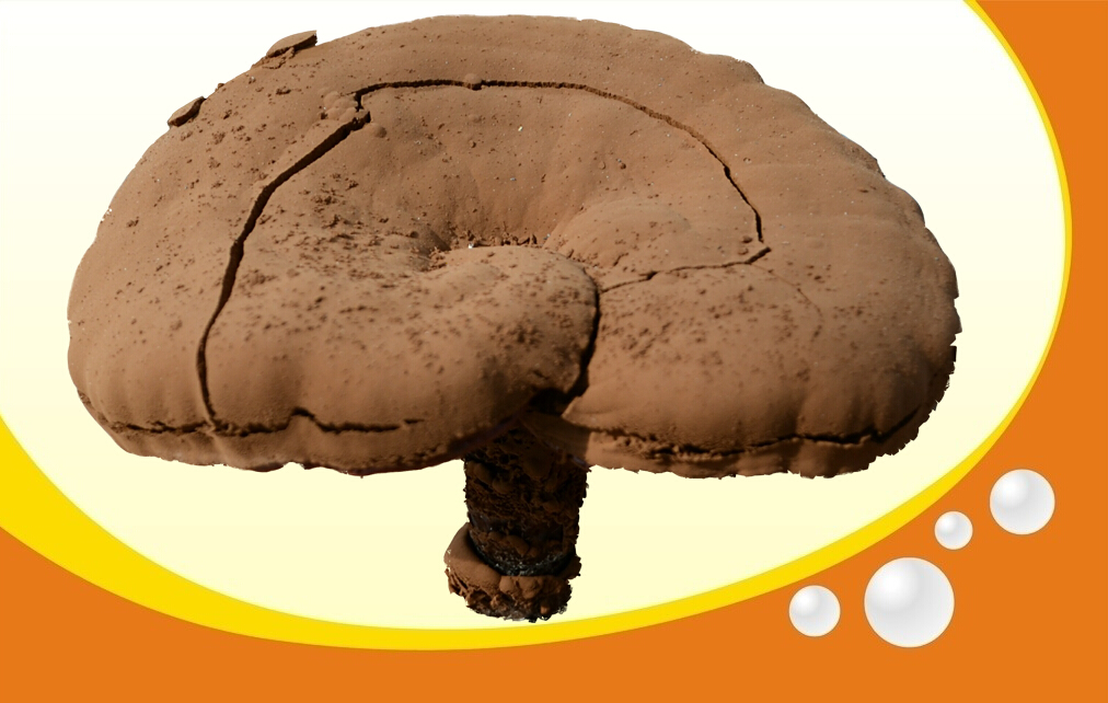 灵芝——中老年人的健康卫士